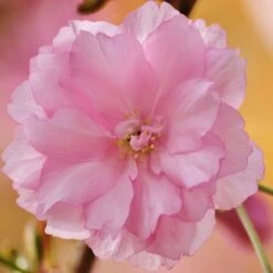 Kurilensis Ruby' Cherry Blossom Tree | Prunus Nipponica 8 Kurilensis Ruby' Cherry Blossom Tree | Prunus Nipponica -Plant Seeds Store Nipponica 3