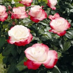 'Nostalgia' Hybrid Tea Rose -Plant Seeds Store Nostalgie 4
