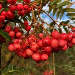 Vilmorinii Rowan Tree | Sorbus 10 Vilmorinii Rowan Tree | Sorbus -Plant Seeds Store ORN0001 1