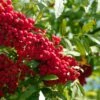 Vilmorinii Rowan Tree | Sorbus 2 Vilmorinii Rowan Tree | Sorbus -Plant Seeds Store ORN0001 4