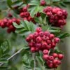 Pink Pagoda Rowan Tree | Sorbus Hupehensis -Plant Seeds Store ORN0001 5