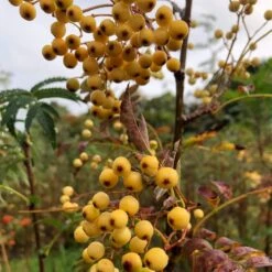 Joseph Rock Rowan Tree | Sorbus 13 Joseph Rock Rowan Tree | Sorbus -Plant Seeds Store ORN0003 1