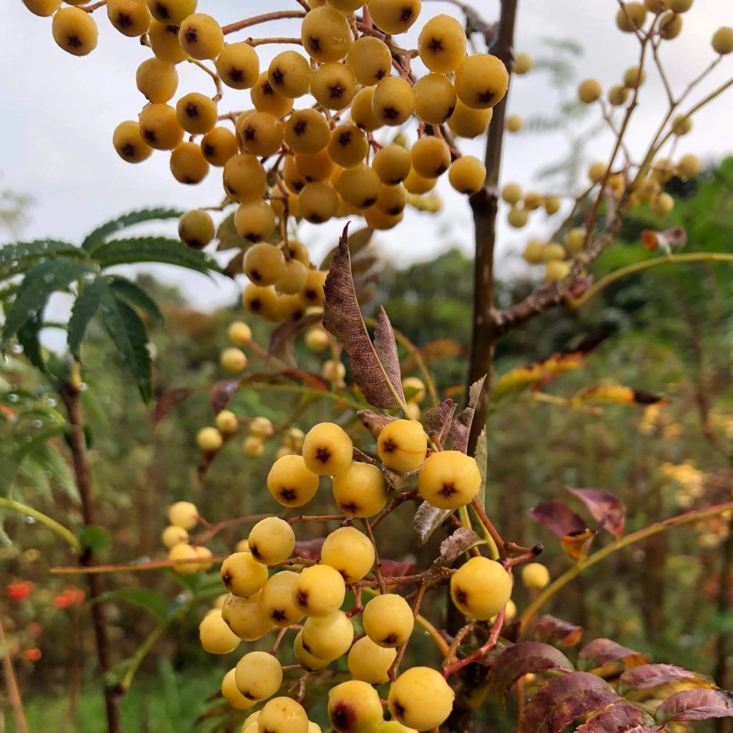 Joseph Rock Rowan Tree | Sorbus 7 Joseph Rock Rowan Tree | Sorbus - Image 5