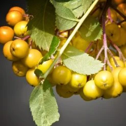 Joseph Rock Rowan Tree | Sorbus 11 Joseph Rock Rowan Tree | Sorbus -Plant Seeds Store ORN0003 4