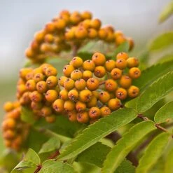 Joseph Rock Rowan Tree | Sorbus 15 Joseph Rock Rowan Tree | Sorbus -Plant Seeds Store ORN0003 5