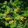 Joseph Rock Rowan Tree | Sorbus 1 Joseph Rock Rowan Tree | Sorbus -Plant Seeds Store ORN0003 6