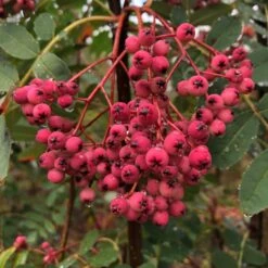 Pink Pagoda Rowan Tree | Sorbus Hupehensis -Plant Seeds Store ORN0005 1