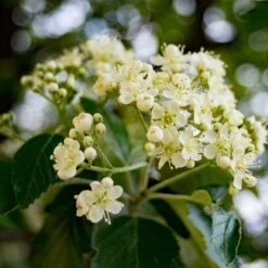 Joseph Rock Rowan Tree | Sorbus 12 Joseph Rock Rowan Tree | Sorbus -Plant Seeds Store ORN0005 3 0c63ba95 6d8d 4f7d b9b0 94da2b3e61bd