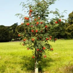 Mountain Ash Rowan Tree | Sorbus Aucuparia -Plant Seeds Store ORN0009 6