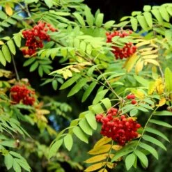 Mountain Ash Rowan Tree | Sorbus Aucuparia -Plant Seeds Store ORN0009 7