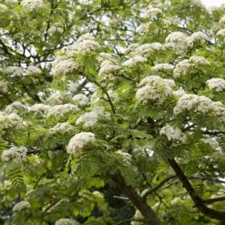 Mountain Ash Rowan Tree | Sorbus Aucuparia -Plant Seeds Store ORN0010spring
