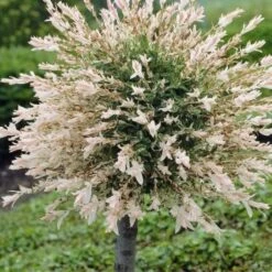 Flamingo Willow Tree | Salix Integra Hakuro Nishiki 13 Flamingo Willow Tree | Salix Integra Hakuro Nishiki -Plant Seeds Store ORN0014 1 1