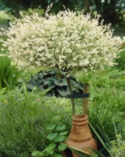 Flamingo Willow Tree | Salix Integra Hakuro Nishiki 16 Flamingo Willow Tree | Salix Integra Hakuro Nishiki -Plant Seeds Store ORN0014 3