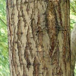 Golden Weeping Willow Tree | Salix Chrysocoma 13 Golden Weeping Willow Tree | Salix Chrysocoma -Plant Seeds Store ORN0015 5