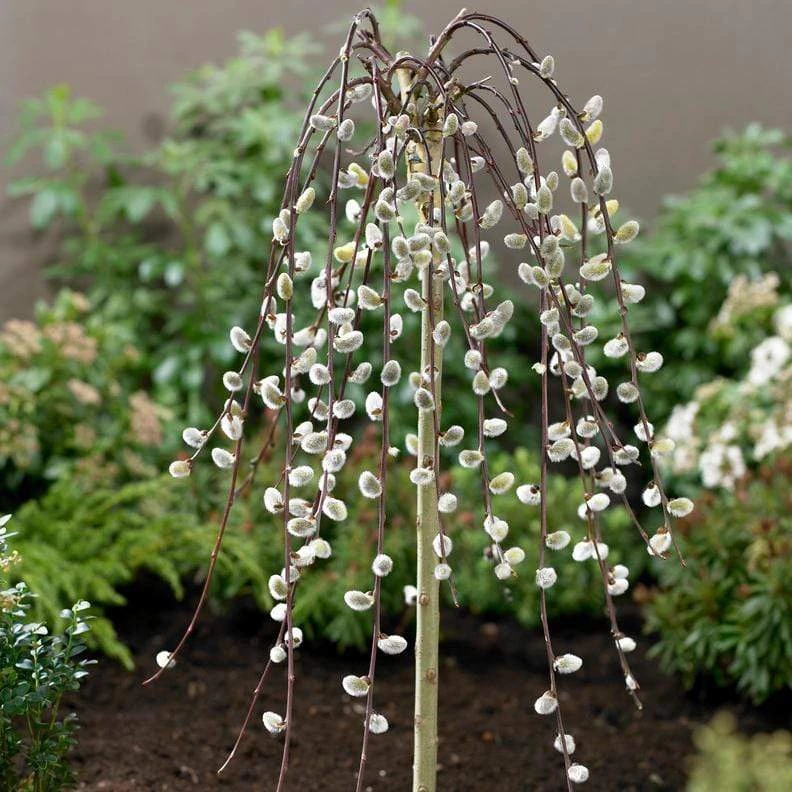 Kilmarnock Dwarf Weeping Willow Tree | Salix Caprea 6 Kilmarnock Dwarf Weeping Willow Tree | Salix Caprea - Image 4