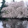 Weeping Yoshino Cherry Blossom Tree | Prunus Yedoensis -Plant Seeds Store ORN0027 1