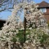 Dwarf Weeping Yoshino Cherry | Prunus Yedoensis 'Ivensii' -Plant Seeds Store ORN0028 1