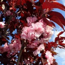 Purple Leaf Cherry Blossom Tree | Prunus Serrulata 'Royal Burgundy' -Plant Seeds Store ORN0032 1