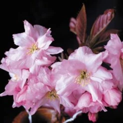 Purple Leaf Cherry Blossom Tree | Prunus Serrulata 'Royal Burgundy' -Plant Seeds Store ORN0032 2