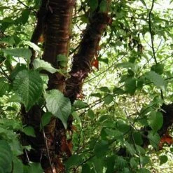 Multi Stem Tibetan Cherry Tree | Prunus Serrula -Plant Seeds Store ORN0034 4 457f60d6 746c 4a68 a6a8 5139ee4b2b53