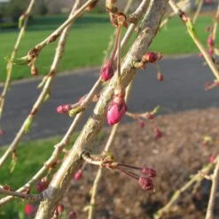 Single Pink Weeping Cherry Blossom Tree | Prunus Pendula Rubra -Plant Seeds Store ORN0040 3