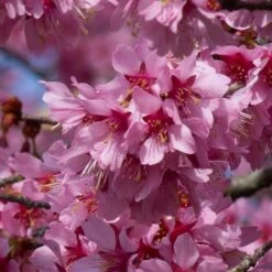 Plant Seeds Store 19 Small Pink Cherry Blossom Tree | Prunus 'Okame'