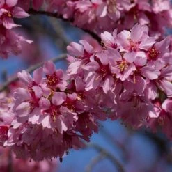 Small Pink Cherry Blossom Tree | Prunus 'Okame' -Plant Seeds Store ORN0044 3