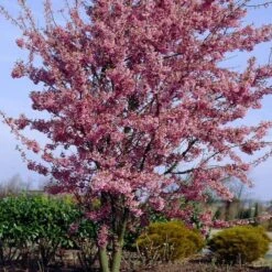 Small Pink Cherry Blossom Tree | Prunus 'Okame' -Plant Seeds Store ORN0044 4