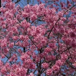 Small Pink Cherry Blossom Tree | Prunus 'Okame' -Plant Seeds Store ORN0044 5