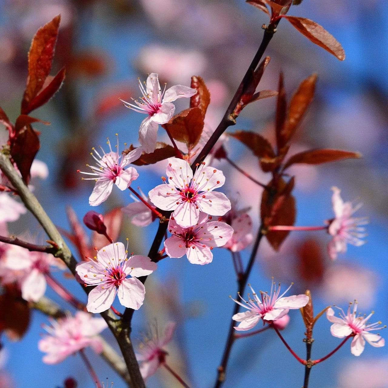 Black Cherry Plum Tree | Prunus Cerasifera 'Nigra' 3 Black Cherry Plum Tree | Prunus Cerasifera 'Nigra'