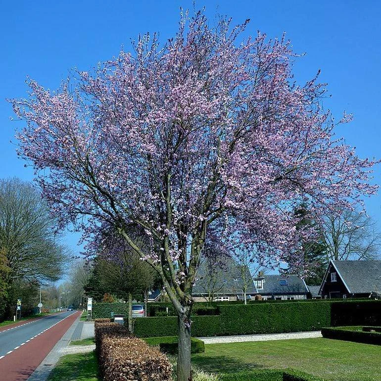 Black Cherry Plum Tree | Prunus Cerasifera 'Nigra' 4 Black Cherry Plum Tree | Prunus Cerasifera 'Nigra' - Image 2