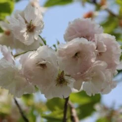 Plant Seeds Store 23 Blushing Bride Cherry Blossom Tree | Prunus 'Shogetsu'