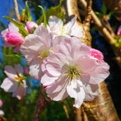 Plant Seeds Store 31 Japanese Cherry Blossom Tree | Prunus Shirofugen
