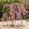 Cheal's Weeping Cherry Blossom Tree | Prunus Kiku Shidare Zakura -Plant Seeds Store ORN0058 9
