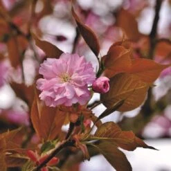 Japanese Cherry Blossom Tree | Prunus Serrulata 'Kanzan' 15 Japanese Cherry Blossom Tree | Prunus Serrulata 'Kanzan' -Plant Seeds Store ORN0060 1