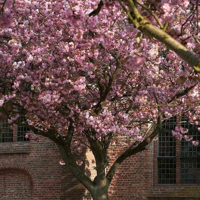 Japanese Cherry Blossom Tree | Prunus Serrulata 'Kanzan' 5 Japanese Cherry Blossom Tree | Prunus Serrulata 'Kanzan' - Image 3