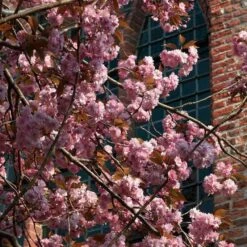Japanese Cherry Blossom Tree | Prunus Serrulata 'Kanzan' 17 Japanese Cherry Blossom Tree | Prunus Serrulata 'Kanzan' -Plant Seeds Store ORN0060 3