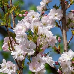 Flagpole Cherry Blossom Tree | Prunus Amanogawa -Plant Seeds Store ORN0063 3