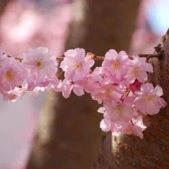 Accolade Pink Cherry Blossom Tree 13 Accolade Pink Cherry Blossom Tree -Plant Seeds Store ORN0064 2