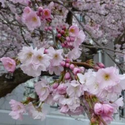 Accolade Pink Cherry Blossom Tree 12 Accolade Pink Cherry Blossom Tree -Plant Seeds Store ORN0064 5