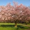 Accolade Pink Cherry Blossom Tree 1 Accolade Pink Cherry Blossom Tree -Plant Seeds Store ORN0064 6