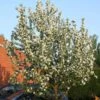 John Downie Crabapple Tree -Plant Seeds Store ORN0073 1