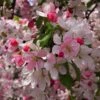 Japanese Crabapple Tree | Malus Floribunda -Plant Seeds Store ORN0074 1