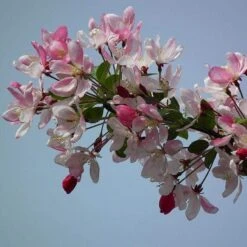 Japanese Crabapple Tree | Malus Floribunda 9 Japanese Crabapple Tree | Malus Floribunda -Plant Seeds Store ORN0074 2