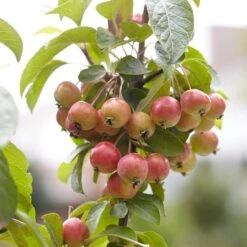 Japanese Crabapple Tree | Malus Floribunda 10 Japanese Crabapple Tree | Malus Floribunda -Plant Seeds Store ORN0074 3