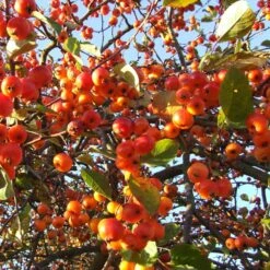 Evereste Crabapple Tree -Plant Seeds Store ORN0076 2