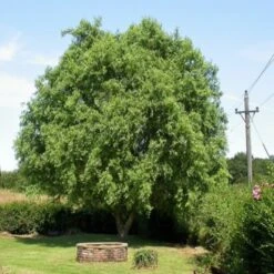 Corkscrew Willow | Salix Matsudana 'Tortuosa' 10 Corkscrew Willow | Salix Matsudana 'Tortuosa' -Plant Seeds Store ORN0100 1