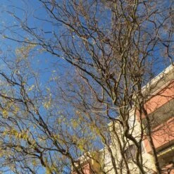 Corkscrew Willow | Salix Matsudana 'Tortuosa' 11 Corkscrew Willow | Salix Matsudana 'Tortuosa' -Plant Seeds Store ORN0100 2