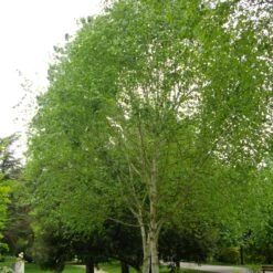 Himalayan Birch Tree | Betula Utilis Jacquemontii -Plant Seeds Store ORN0102 2