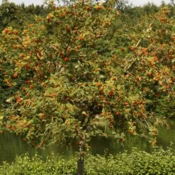 Scarlet Japanese Rowan Tree | Sorbus Commixta 'Embley' 11 Scarlet Japanese Rowan Tree | Sorbus Commixta 'Embley' -Plant Seeds Store ORN0139 6